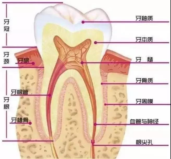 牙齿的组成结构图.jpeg